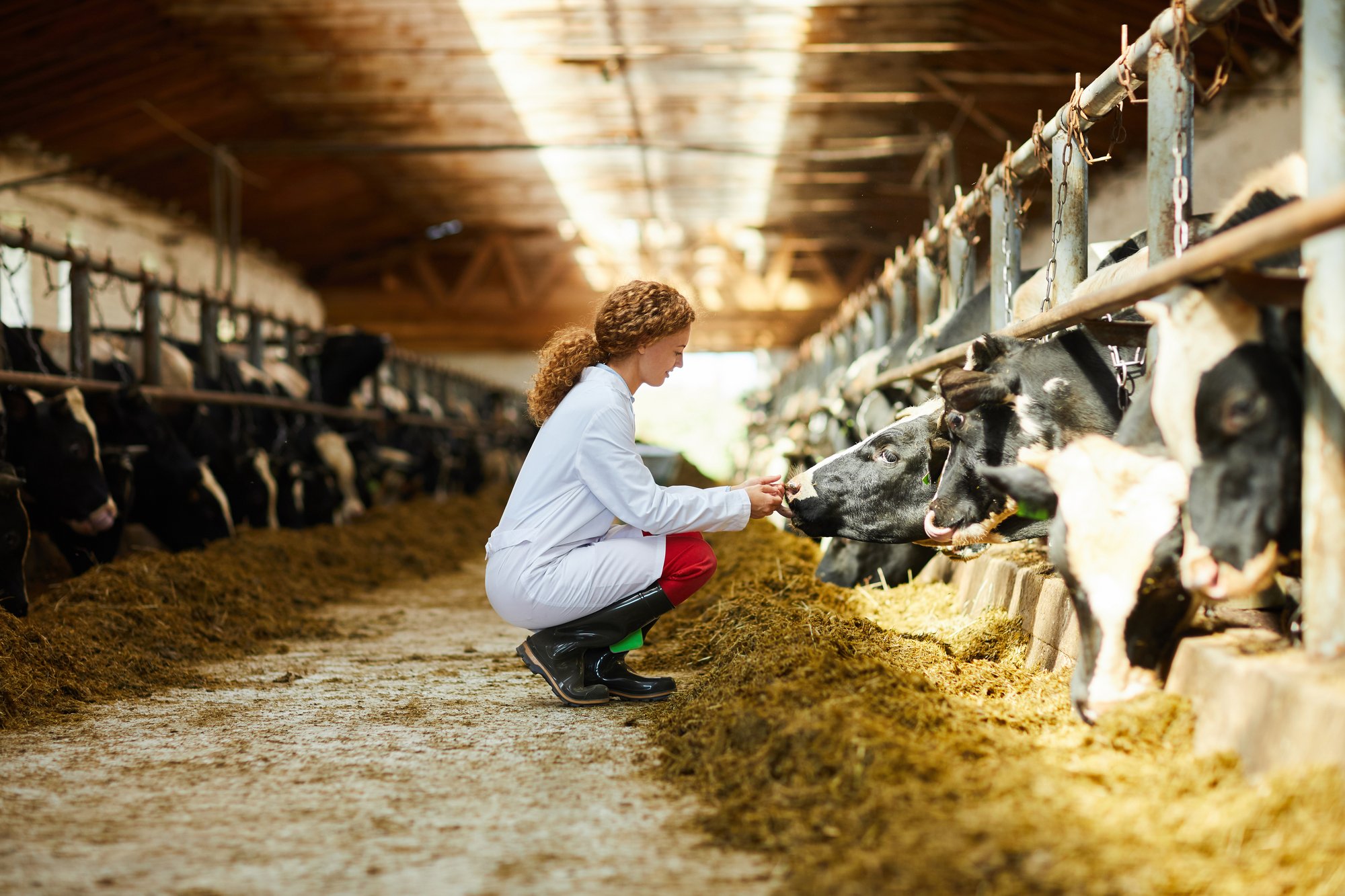 vet tech-on-site cows