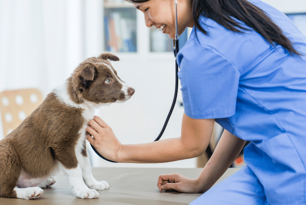 vet tech with dog