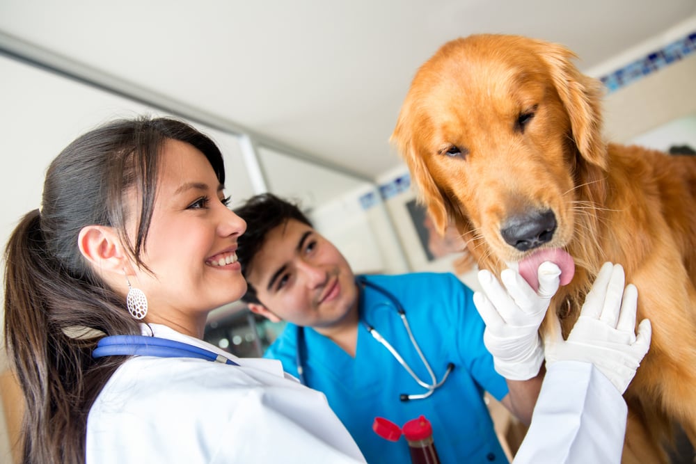 Doctors checking a friendly dog at the vet