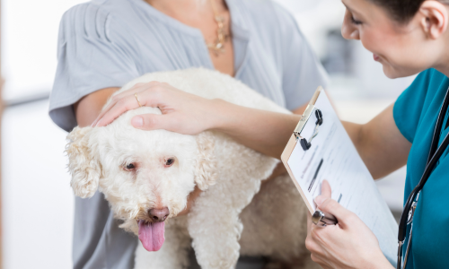 Untitled (500 × 300 px) (1)